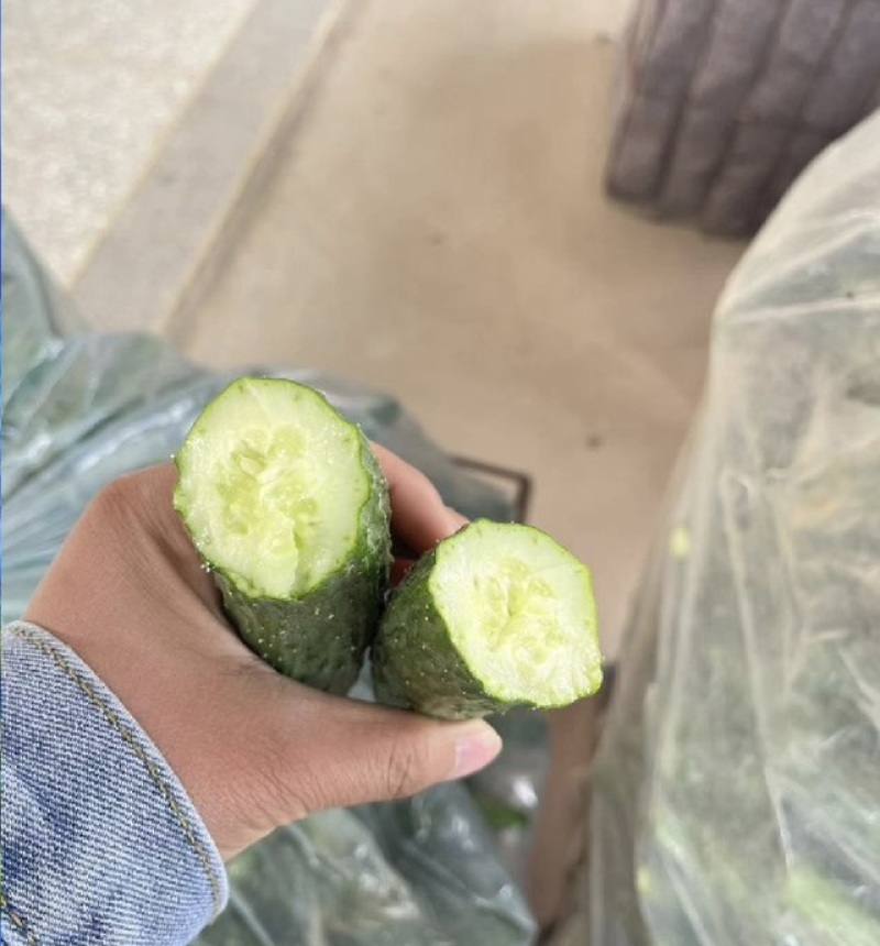 密刺黄瓜，品质保证，产地直发，价格优惠，可视频看货沟通