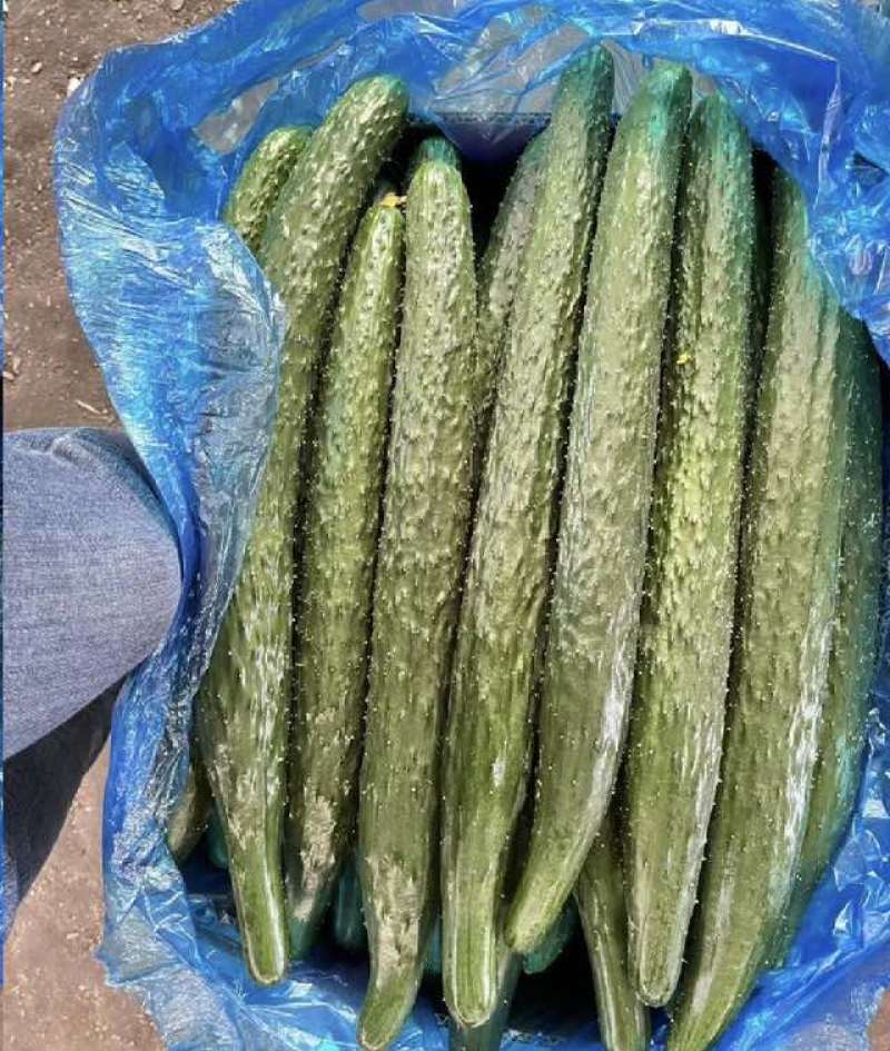 密刺黄瓜，品质保证，产地直发，价格优惠，可视频看货沟通