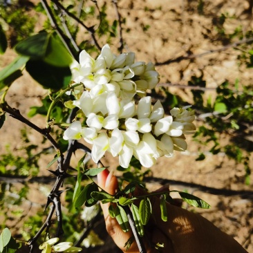 洋槐花，开花槐花