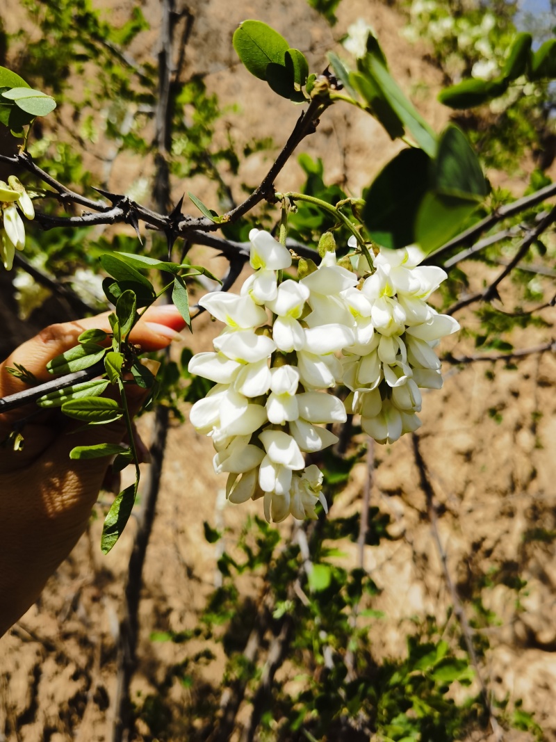 洋槐花，开花槐花