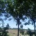 精品北栾树12-14