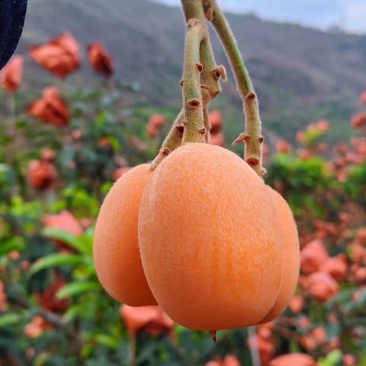 汉源高山琵笆