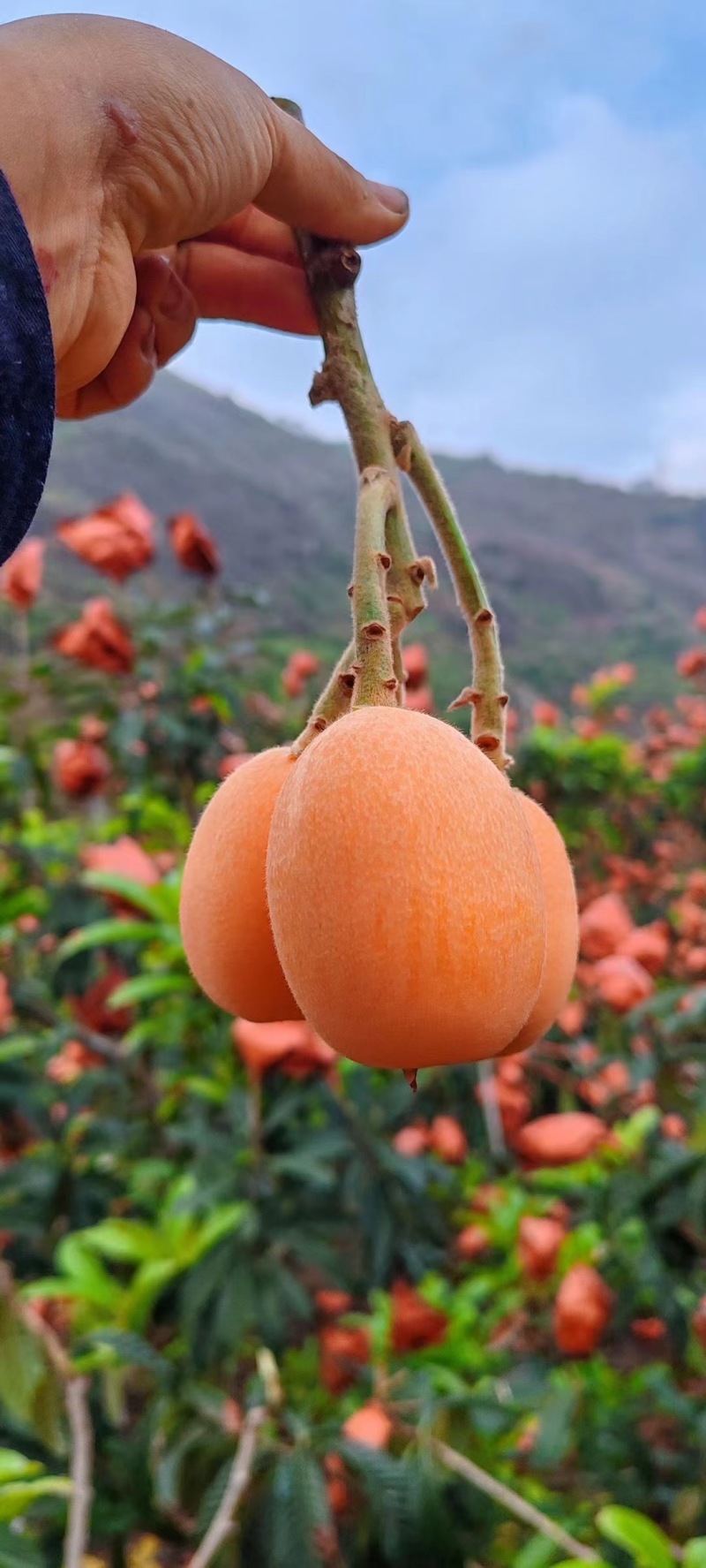 汉源高山琵笆