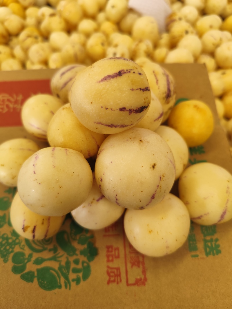 云南石林人参果一件代发