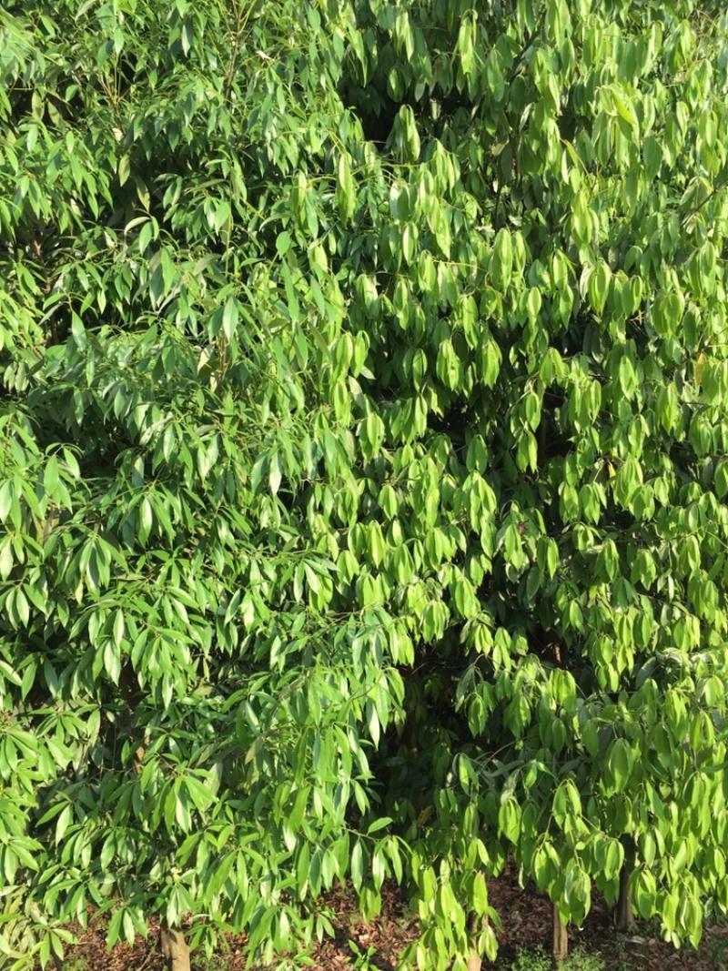 老鹰茶