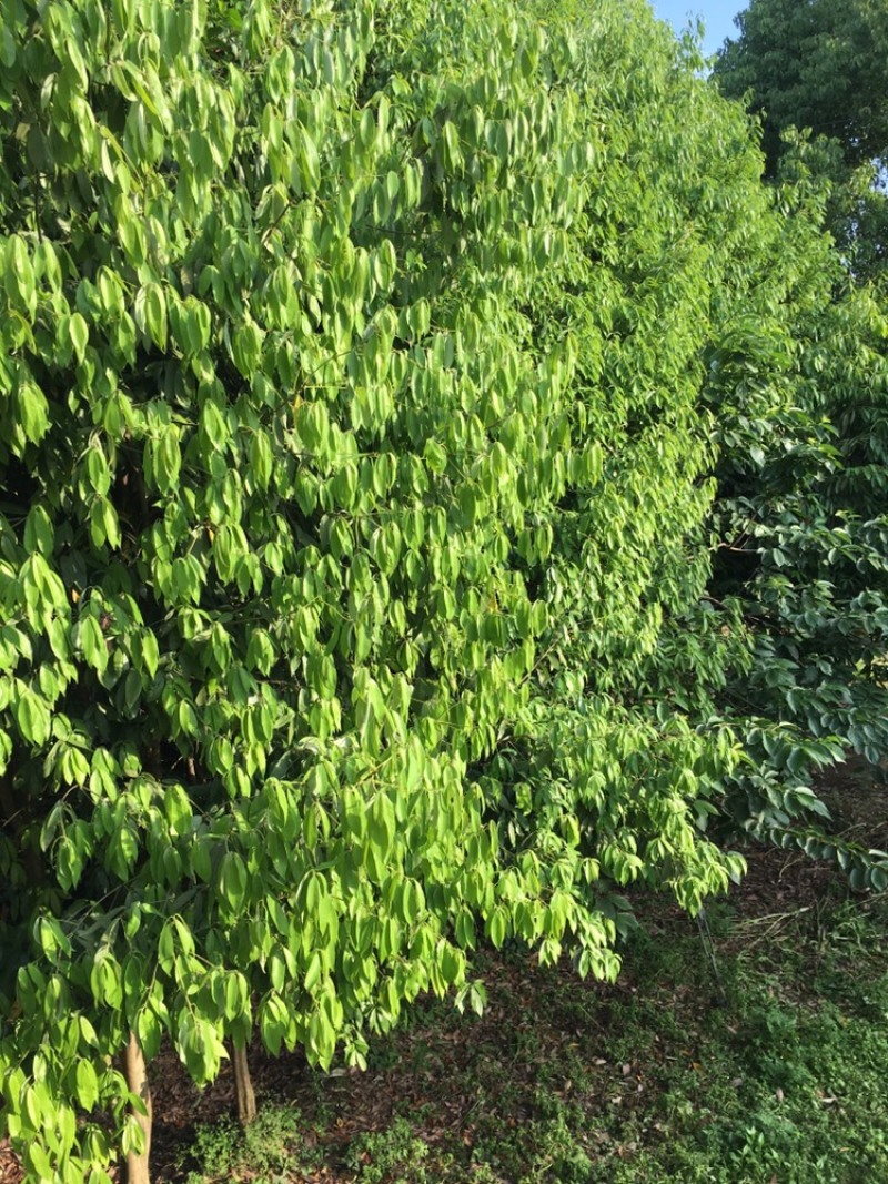 老鹰茶