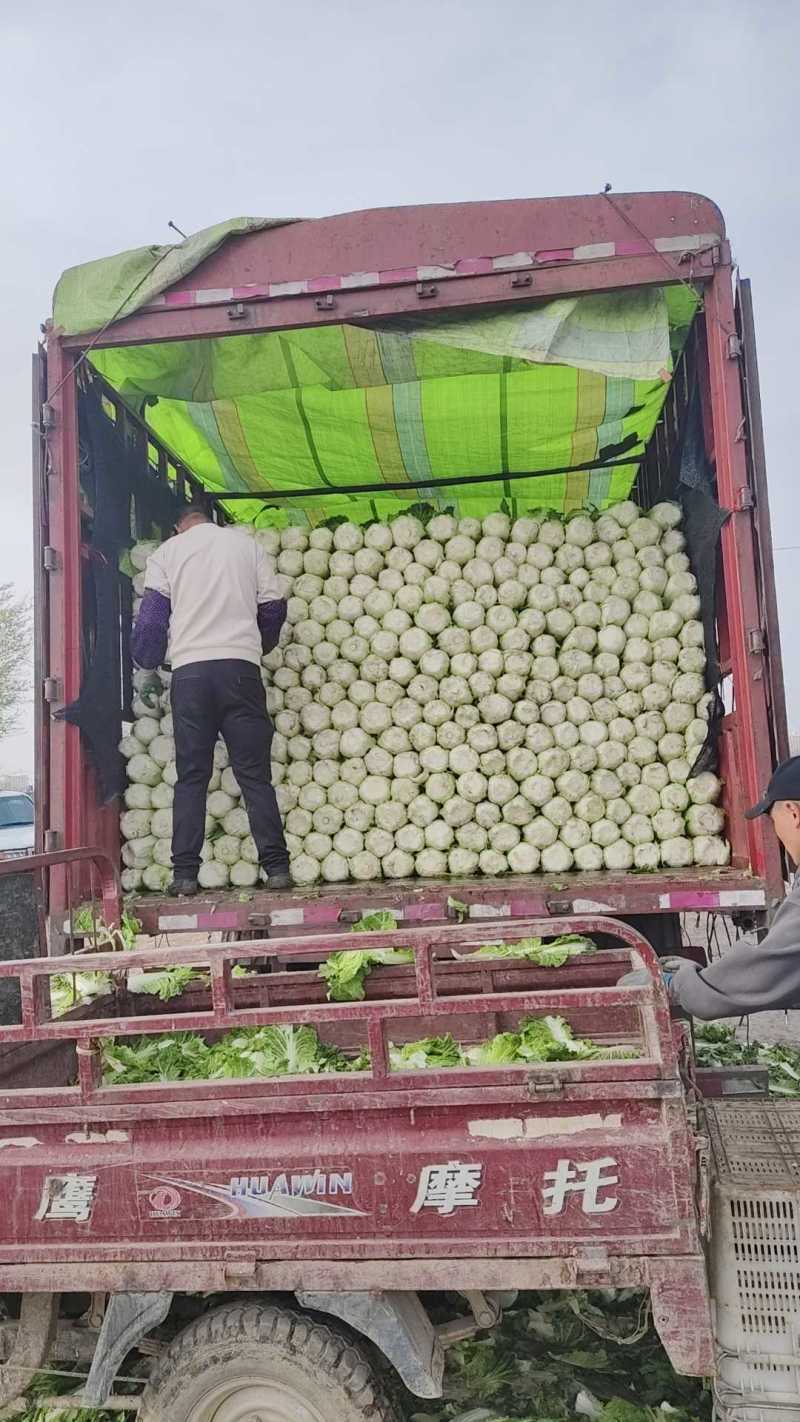 黄心娃娃菜