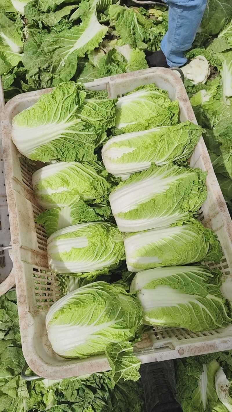 黄心娃娃菜