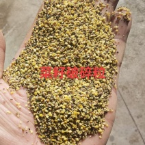 菜籽破碎粒