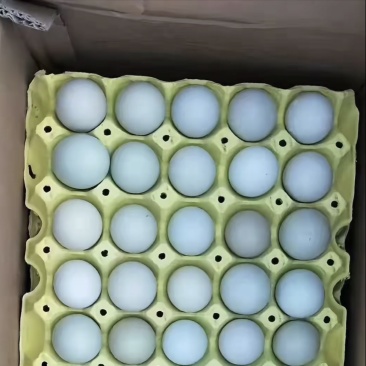 精品绿壳鸡蛋一手货源价格美丽有需要的老板欢迎联系！！