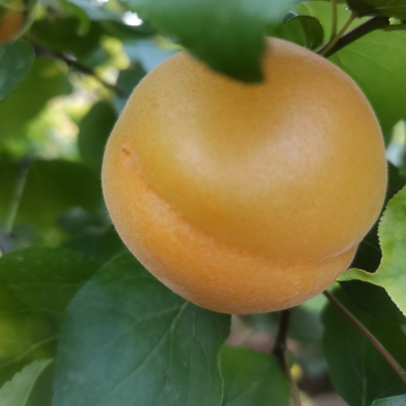 山西露天大黄杏微黄杏产地现摘现发一件代发供电商商超平台