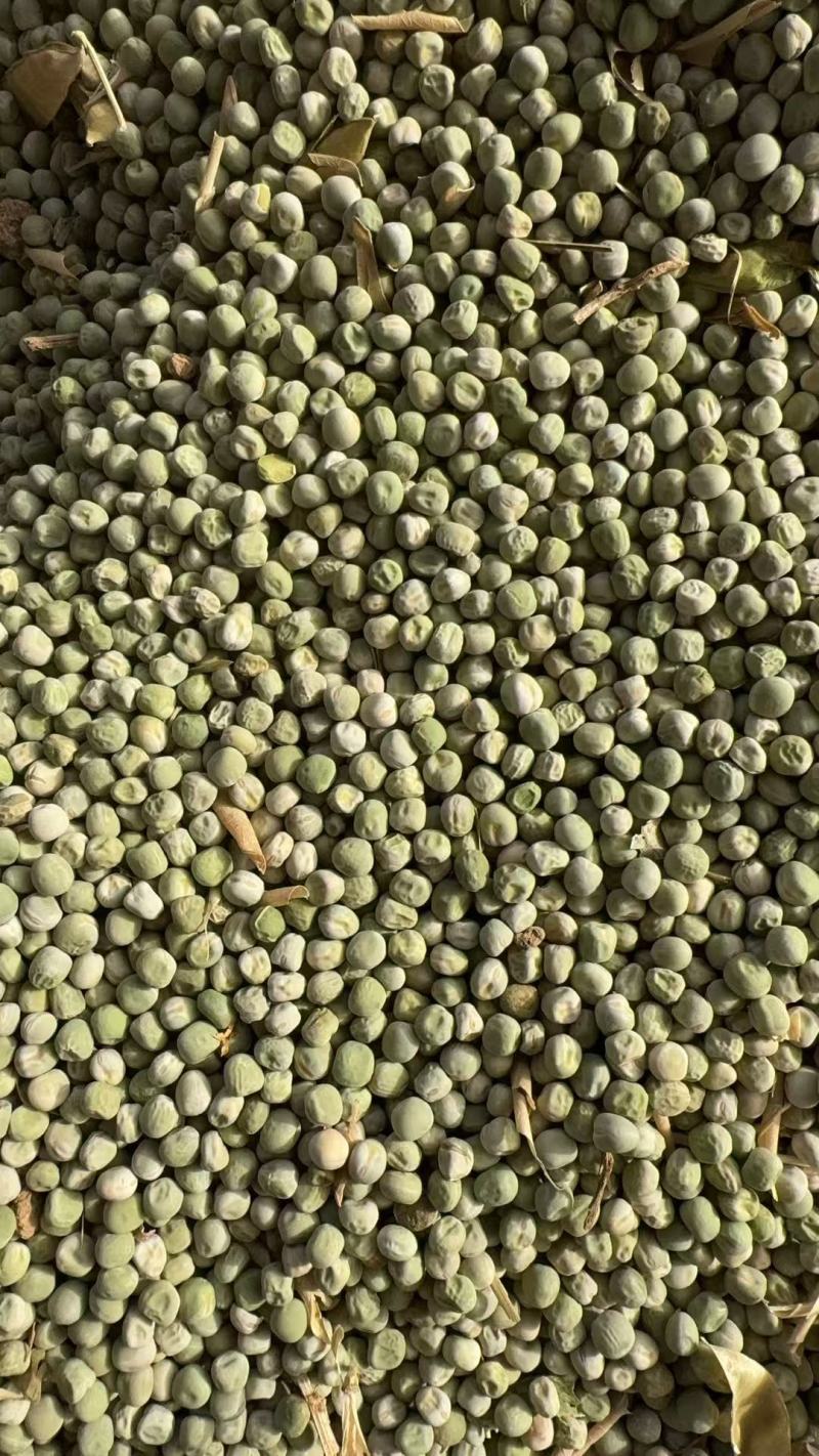 豌豆干粒，豌豆米，干豌豆籽，大量上市，河南产地直发