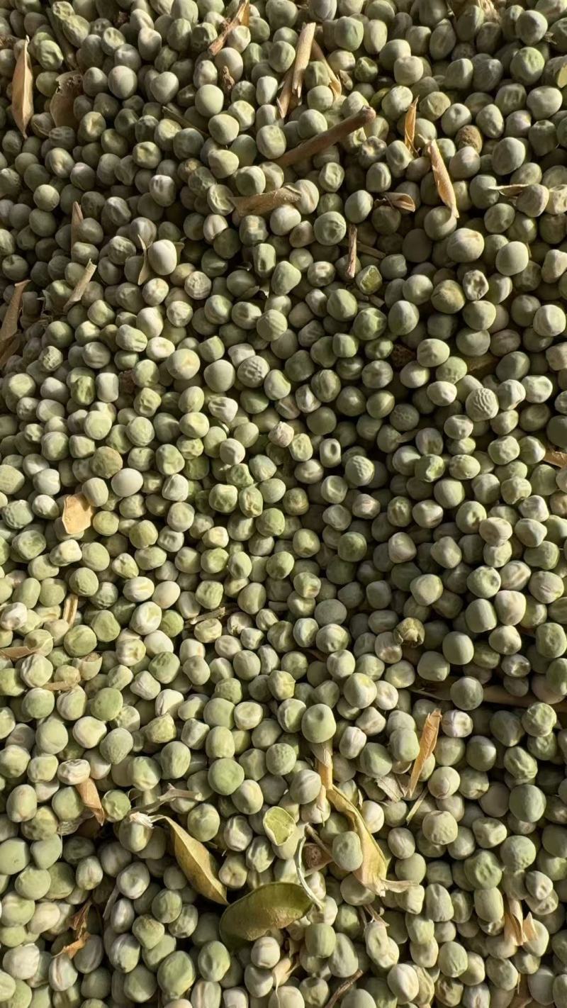 豌豆干粒，豌豆米，干豌豆籽，大量上市，河南产地直发