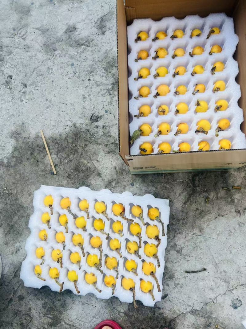 塘西枇杷