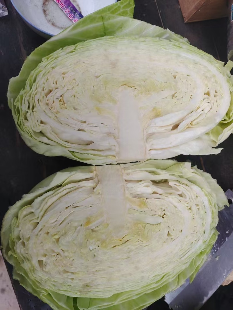 精品云南高原山地优质甘蓝，扁包菜大量上市，货源充足