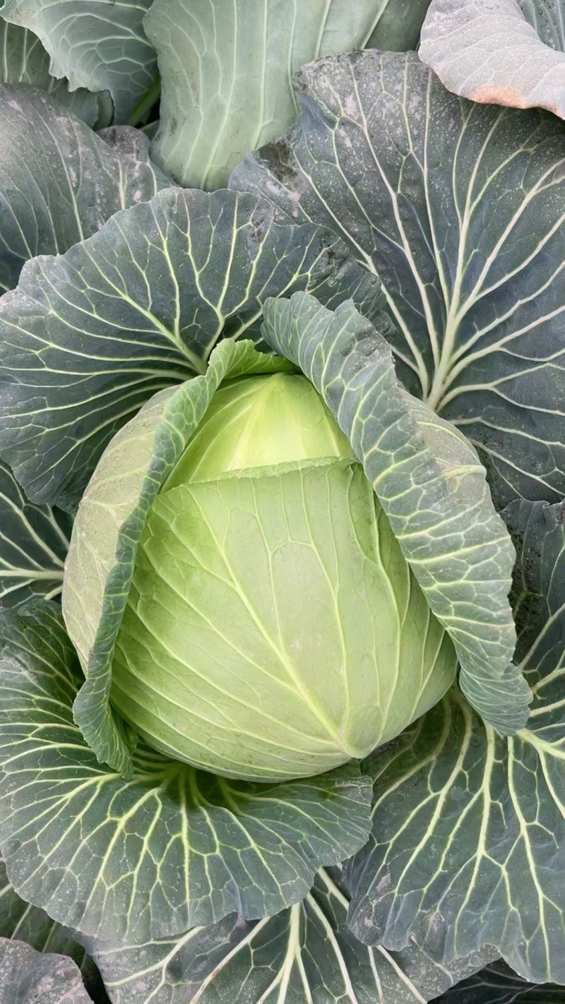 精品云南高原山地优质甘蓝，扁包菜大量上市，货源充足