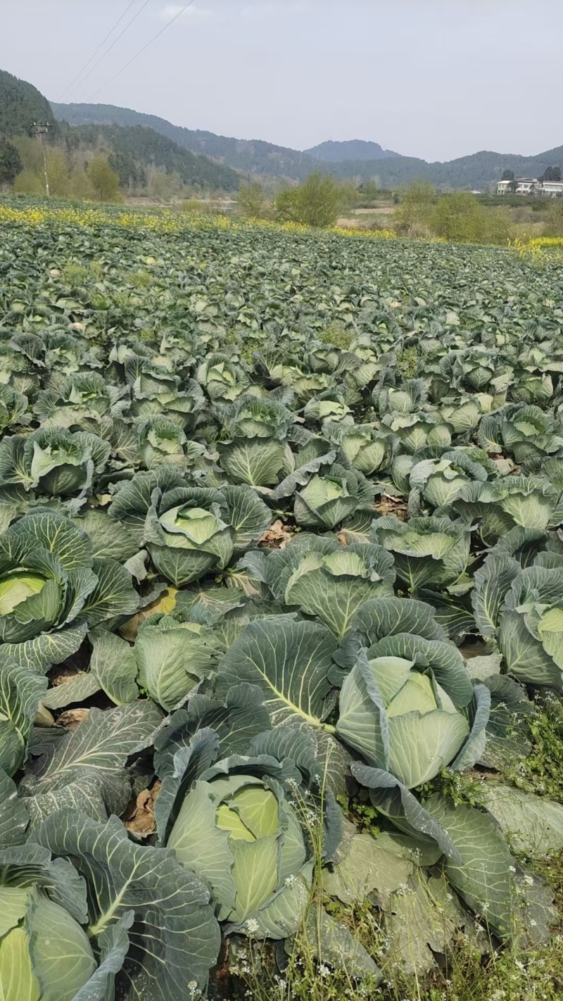 精品云南高原山地优质甘蓝，扁包菜大量上市，货源充足