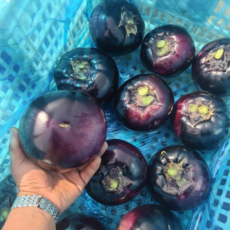 圆茄少量上市质量很好