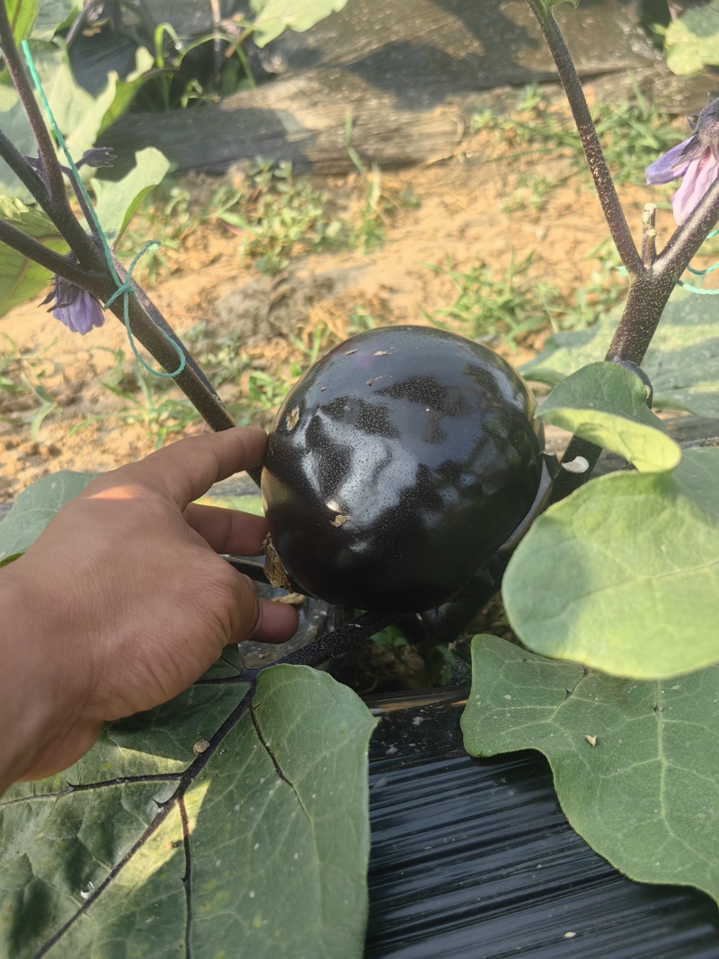 圆茄少量上市质量很好