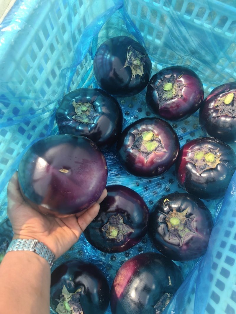 圆茄少量上市质量很好