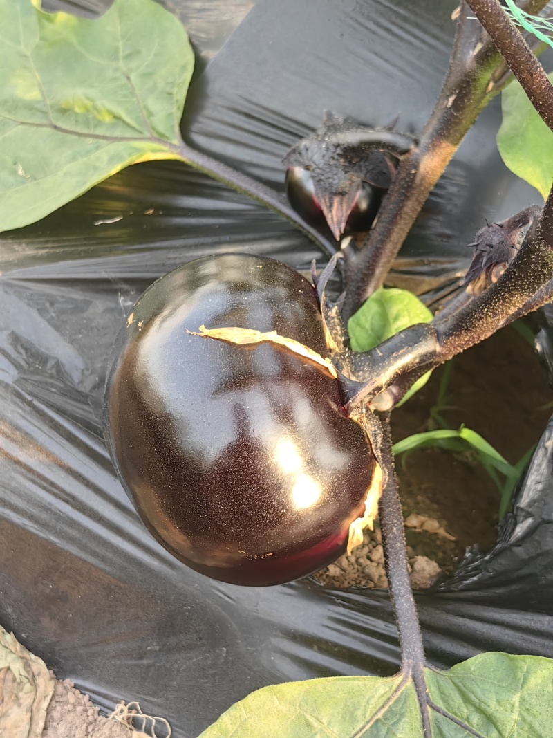 圆茄少量上市质量很好