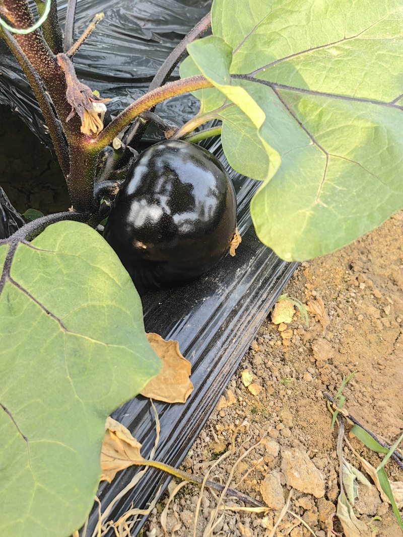 圆茄少量上市质量很好