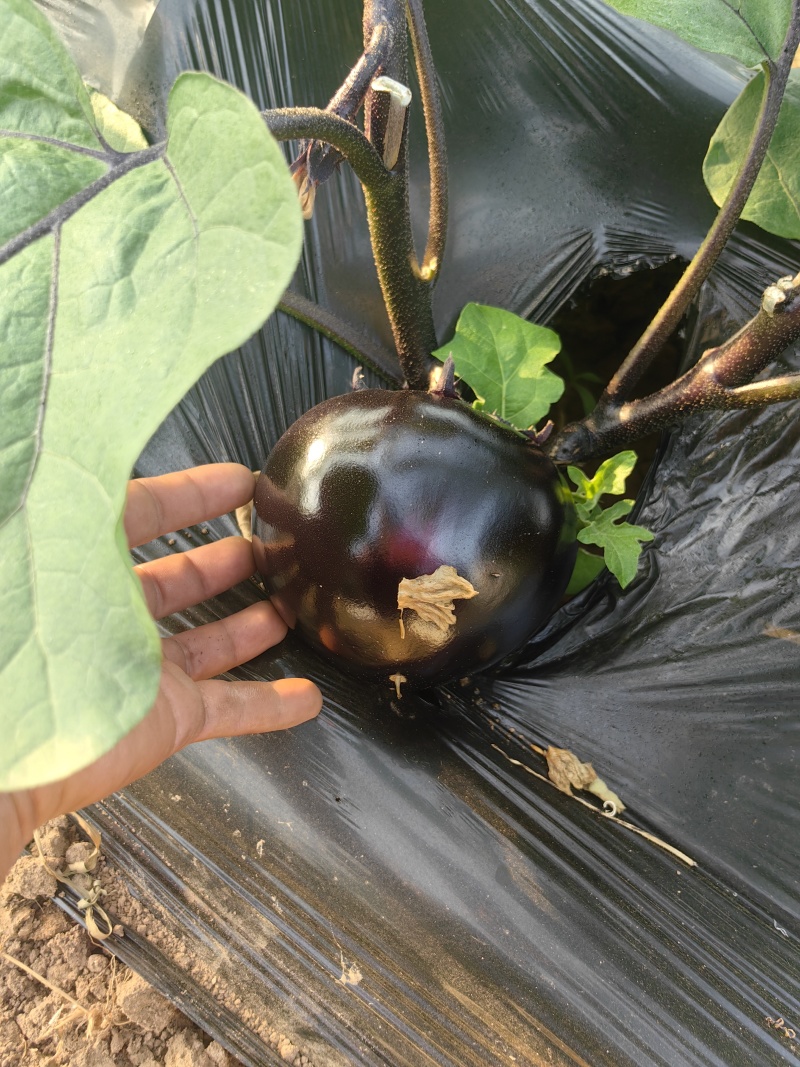 圆茄少量上市质量很好