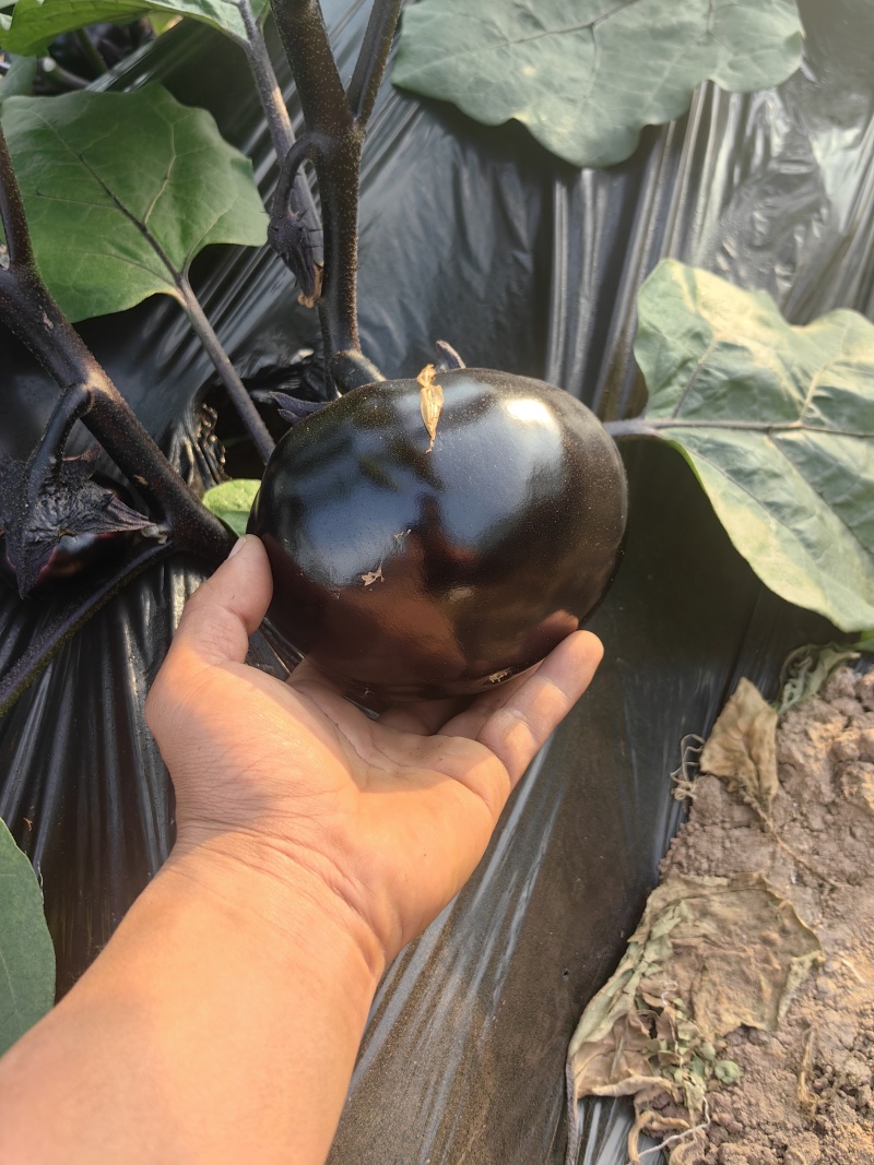 圆茄少量上市质量很好