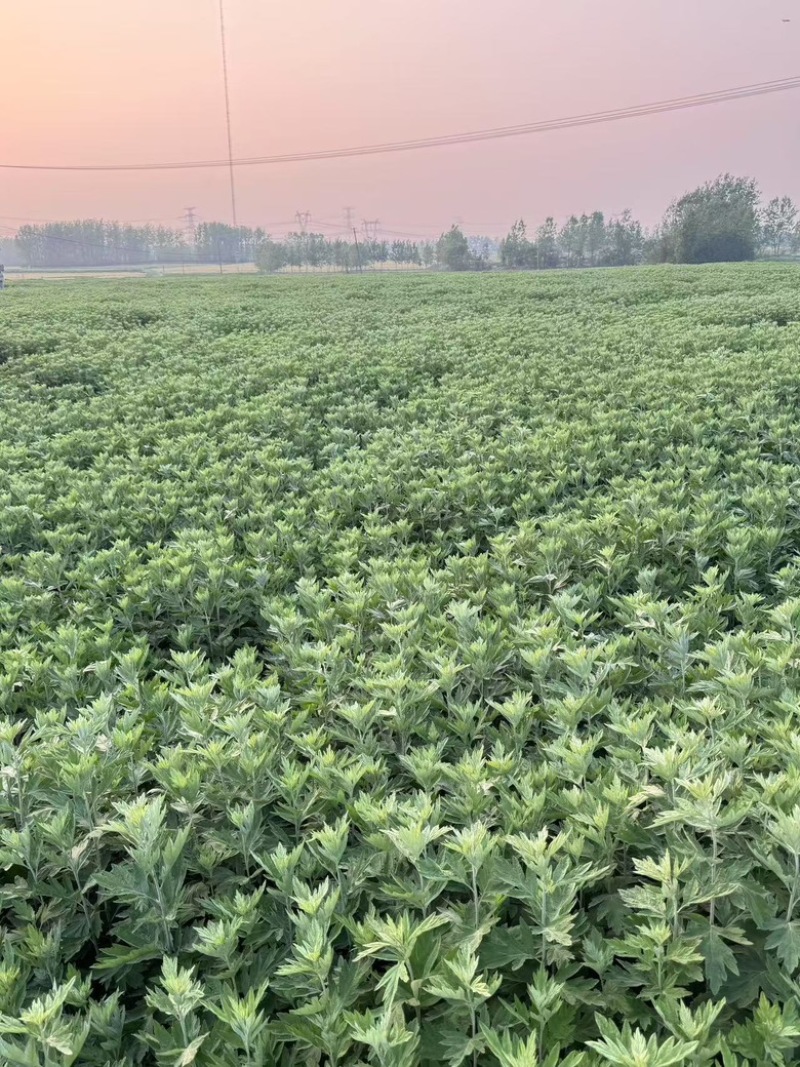 端午艾草持续接单中，先定先排单，欢迎咨询