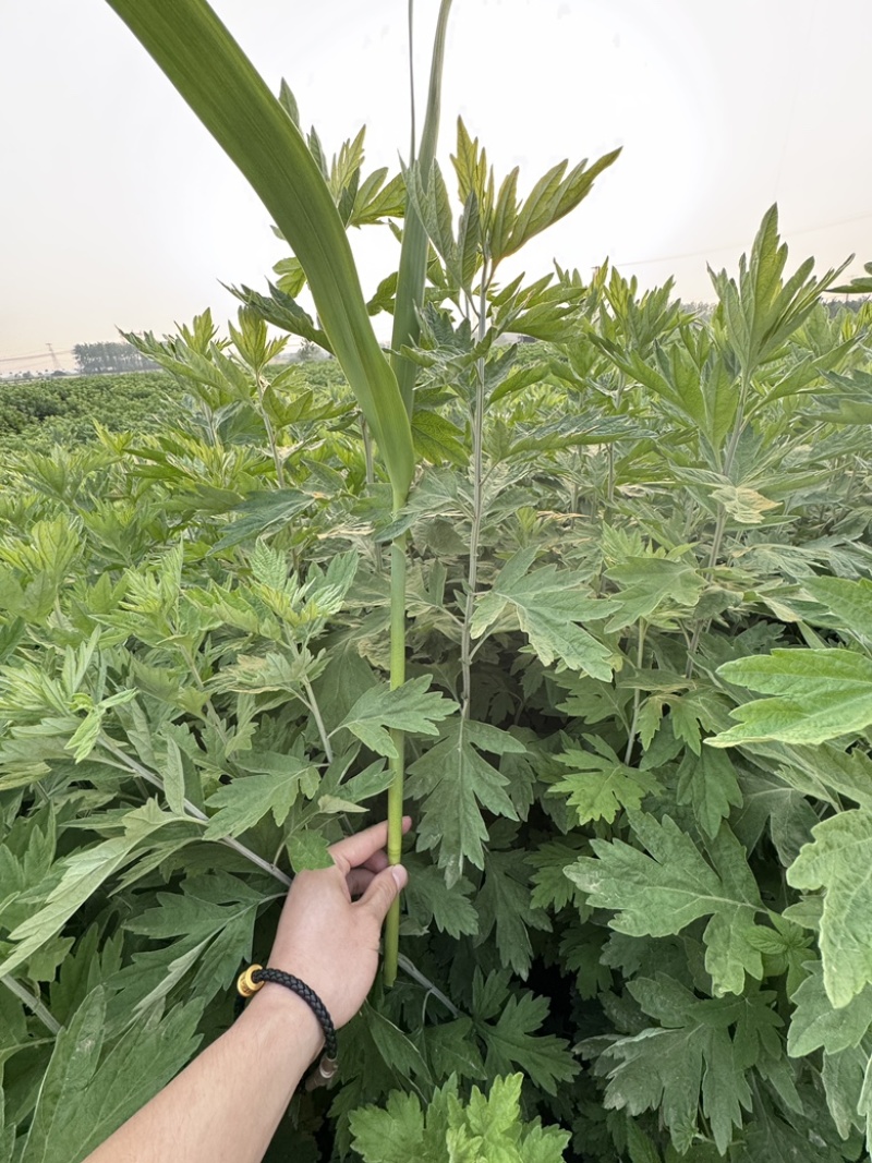 端午艾草持续接单中，先定先排单，欢迎咨询