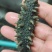 海参小米粥，金汤杂粮，用海参筒骨土鸡鲜炖熬制汤底。