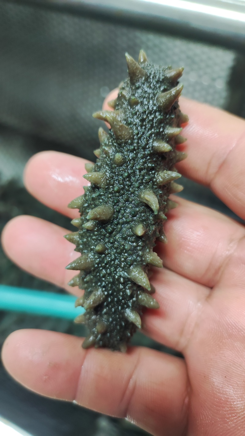 海参小米粥，金汤杂粮，用海参筒骨土鸡鲜炖熬制汤底。