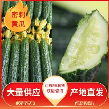 夏邑密刺黄瓜，产地直发，品质保证，价格优惠，量大从优