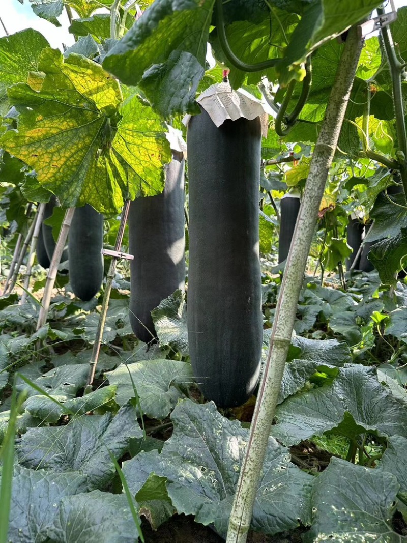广东黑瓜吊冬瓜，地冬瓜大量上市，工厂货，市场货