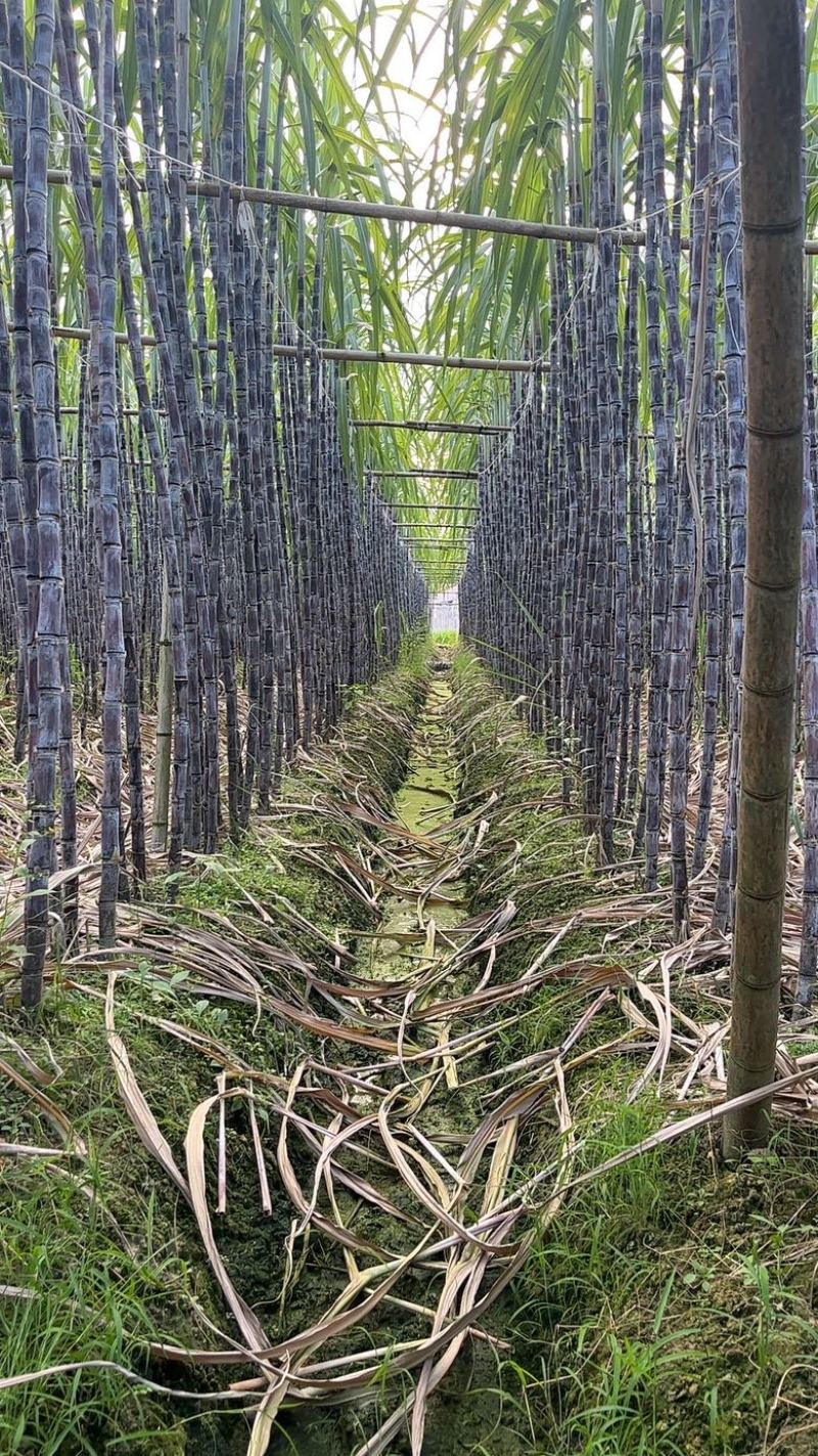 广东黑皮甘蔗大量上市，对接，各大市场，电商，加工厂