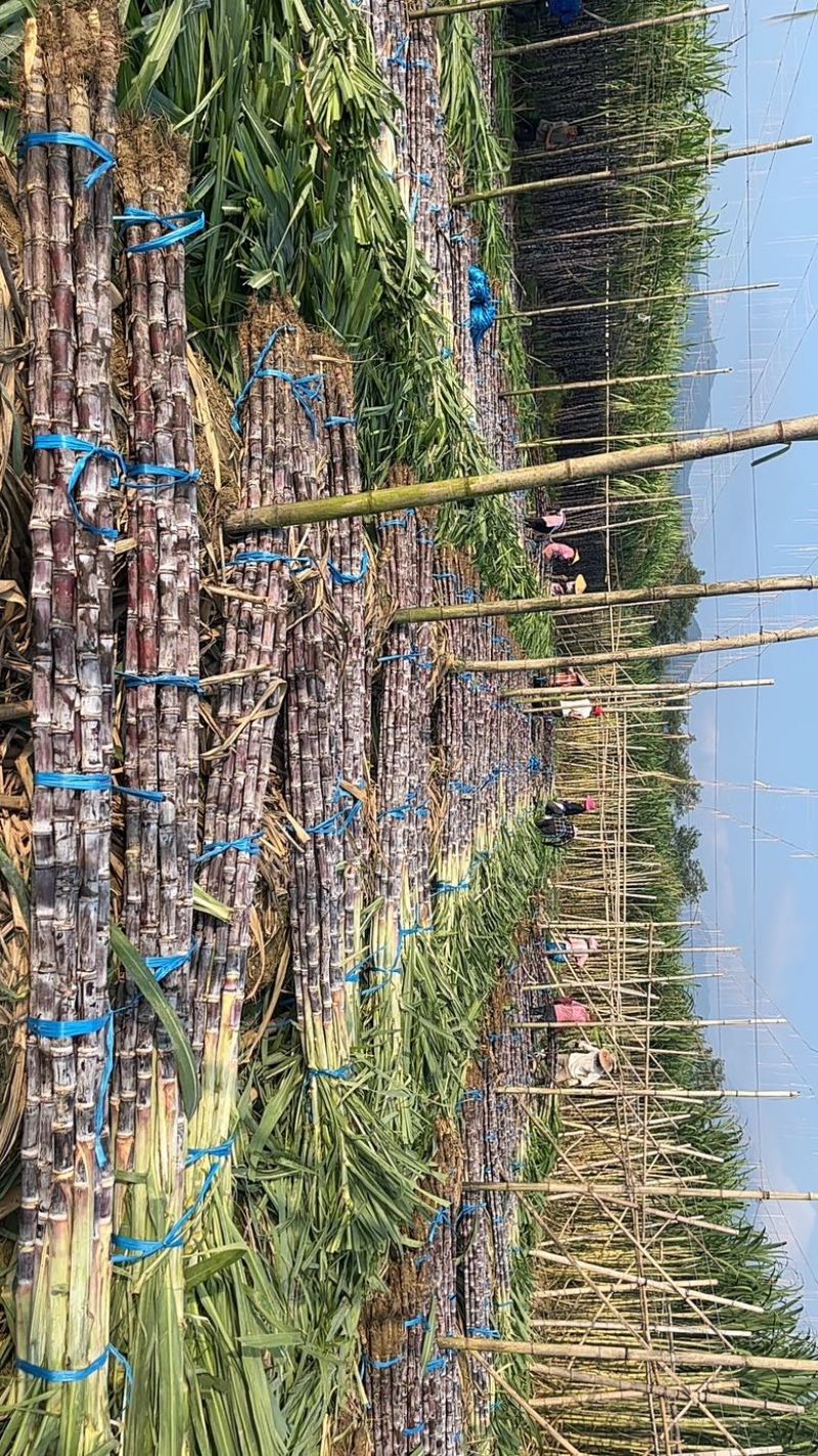 广东黑皮甘蔗大量上市，对接，各大市场，电商，加工厂