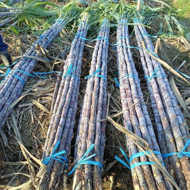 广东黑皮甘蔗大量上市，对接，各大市场，电商，加工厂