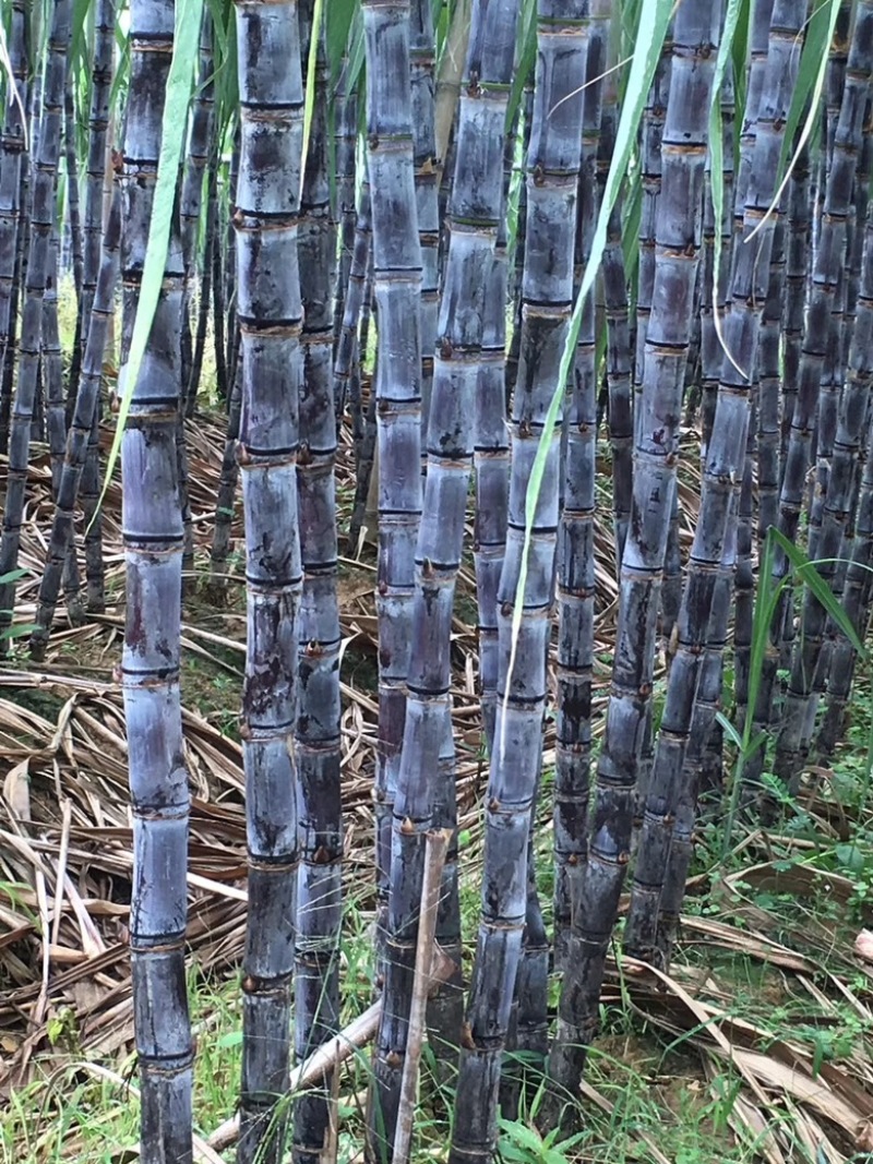 广东黑皮甘蔗大量上市，对接，各大市场，电商，加工厂