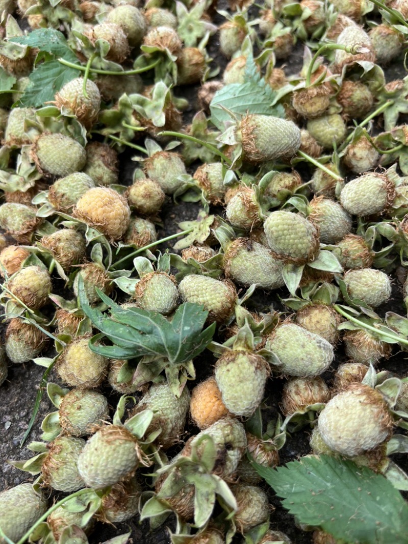 覆盆子，中药材