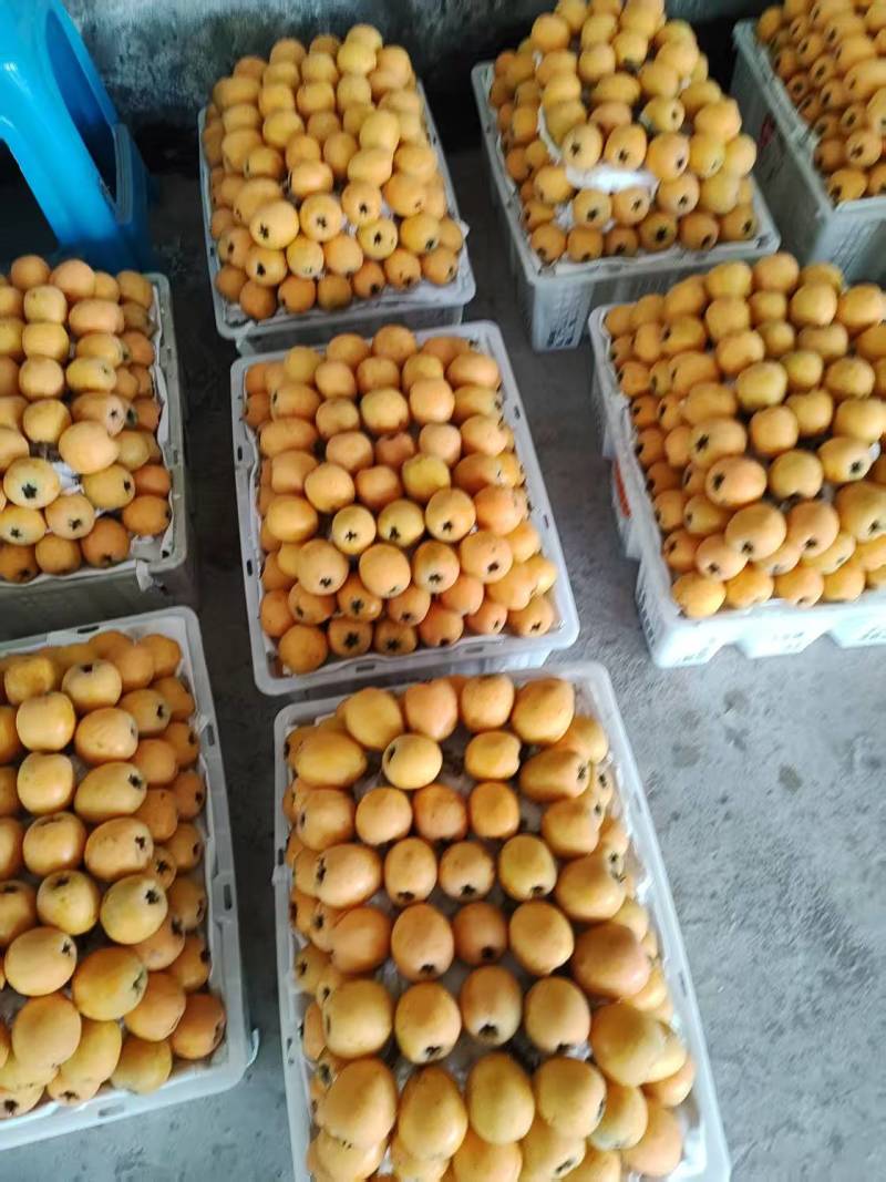 大五星枇杷大量上市，电商果，工厂果，市场果大量供应