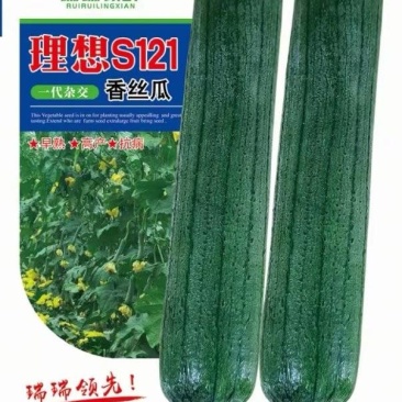 丝瓜种子理想s121结瓜早瓜型美品质好长条顺直套袋好