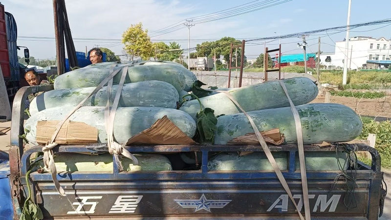 本地精品长白条冬瓜品优价廉产地直供现摘现发一手