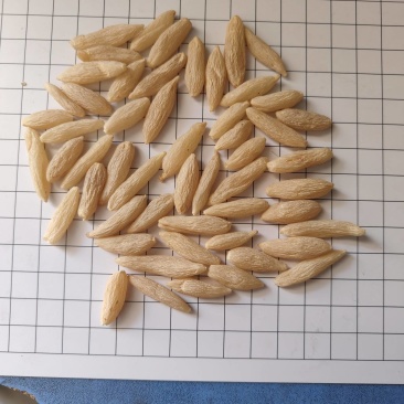 川麦冬批发，各种规格可订，长年大货供应品质保障