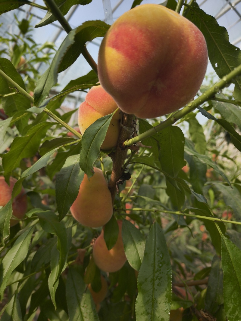 大棚毛蟠桃