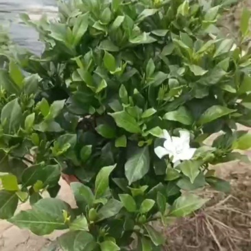 栀子花，茉莉花盆栽
