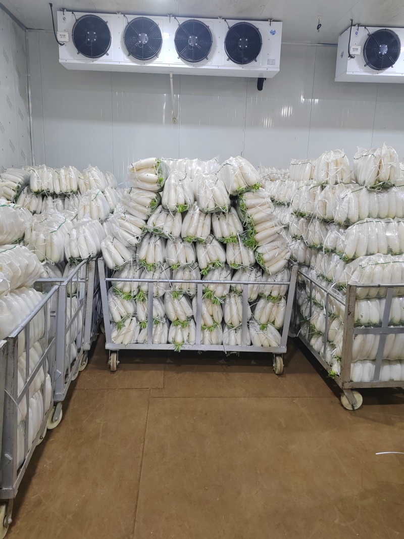 水洗白萝卜散装打包有冷库，一次合作终身朋友