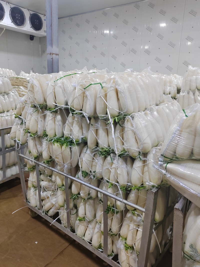 水洗白萝卜散装打包有冷库，一次合作终身朋友