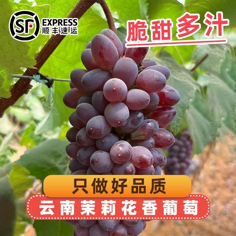 正宗云南茉莉花香葡萄新鲜采摘一整箱3-10串大果顺丰速发葡萄