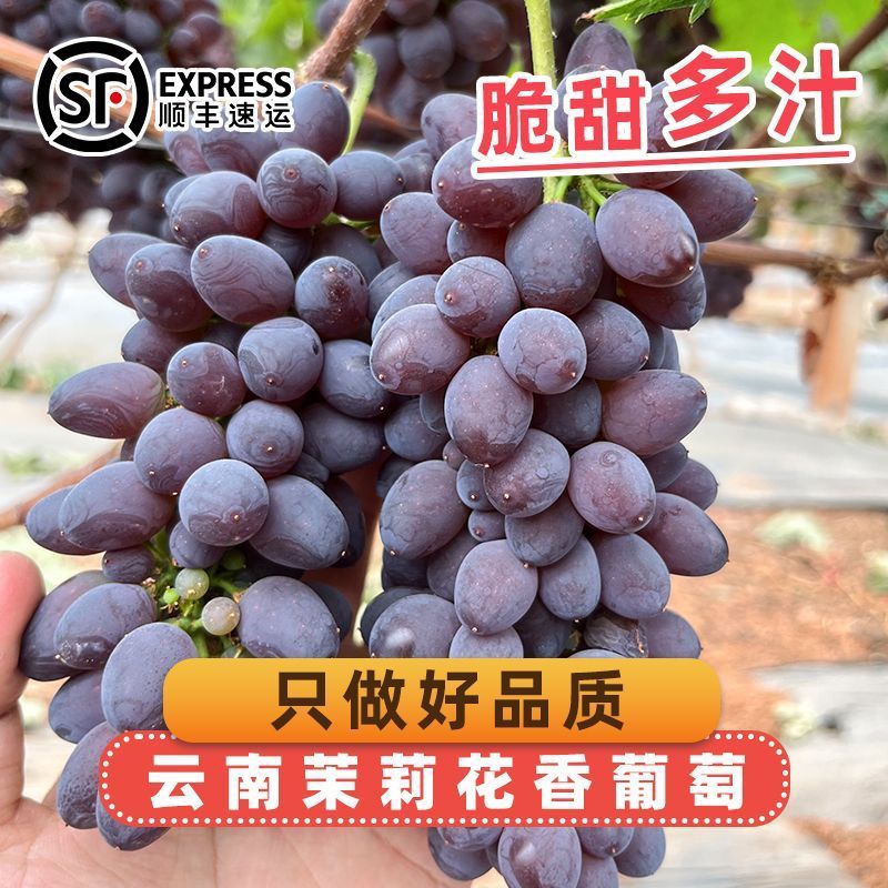 正宗云南茉莉花香葡萄新鲜采摘一整箱3-10串大果顺丰速发葡萄