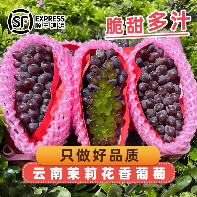 正宗云南茉莉花香葡萄新鲜采摘一整箱3-10串大果顺丰速发葡萄